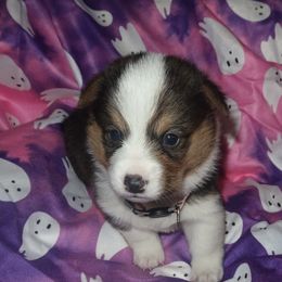 Daisy - Black and tan female American Corgi puppy in Kennewick, Washington from Corgis of Tricities