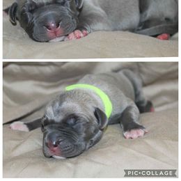 Bree - Blue female Great Dane puppy in Spokane, Washington from Phoenix Family Danes