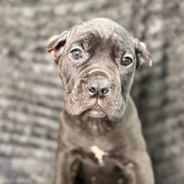 Raven - Black female Cane Corso puppy in Russellville, Missouri from Soaring Royalty Canines LLC