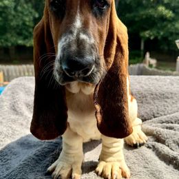 Una - Mahogany and white Basset Hound puppy in Cleveland, Tennessee from Smokey Mtn Bassets