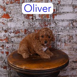 Oliver - Red male Cavapoo puppy in Calhoun, Georgia from Happy Top Doodles