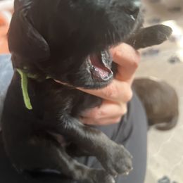 Goldendoodle Puppies from Baby Bell Doodles