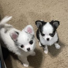 Chihuahua Puppies from Trenda's Chihuahuas