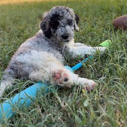 Samson - male Golden Mountain Doodle puppy in Big Spring, Texas from Oliva’s Doods