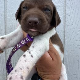 Purple - Liver and white female German Shorthaired Pointer puppy in Newton Grove, North Carolina from Wayalife Labradors & Gsp’s