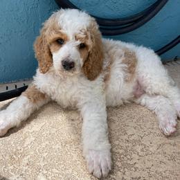 Bentley (brown collar - Phantom male Poodle puppy in Port Saint Lucie, Florida from Abbott Standard Poodles