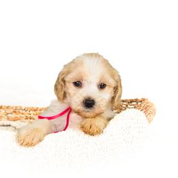 California aka Cali - Parti female Goldendoodle puppy in Cleveland, Georgia from The O.G. Doodles
