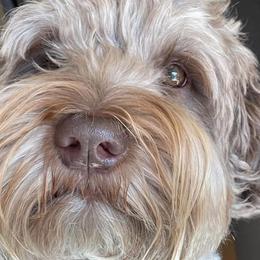 Figo - Australian Labradoodle