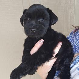 Elvira - Black female Miniature Schnauzer puppy in Hickory, North Carolina from Selene's Schnauzers