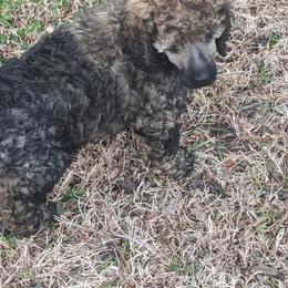 "Delilah" Poodle Puppies from Rockin' Rose Standard Poodles