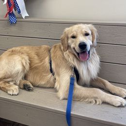 Golden Retriever All Grown Up from Sovereignty Grace Goldens