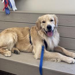 Golden Retriever All Grown Up from Sovereignty Grace Goldens