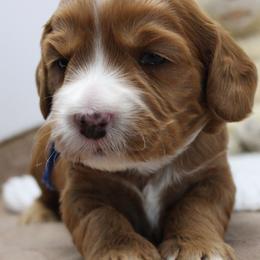 Cobalt  blue collar - Caramel male Australian Labradoodle puppy in Provo, Utah from EllsWORTH Labradoodles LLC