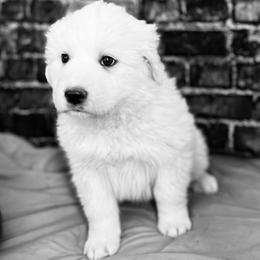Light Blue Girl - White female Great Pyrenees puppy in Elfrida, Arizona from Outlaw Acres Farm & Kennels