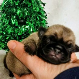Girl 2 - Fawn female Pug puppy in Blountsville, Alabama from Rock Springs Pugs