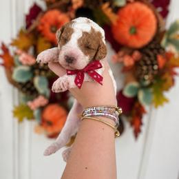 Jessie(Red) - Parti female Poodle puppy in Stuart Fl, Florida from Lincoln & Lady Co.