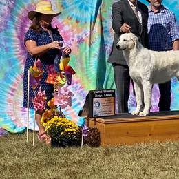 Dolce - Kuvasz