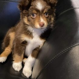 "Beth" Miniature Australian Shepherd Puppies from Integrity Aussies Tx