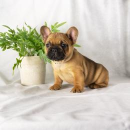 French Bulldog and Pug Puppies from FurEver Canine
