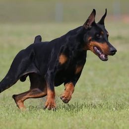 Doberman Pinschers from Vision Dobermans