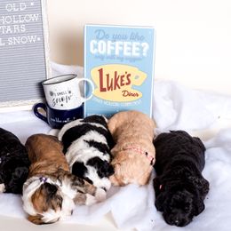 Bernedoodle Puppies from Sugarcreek Haven Bernedoodles