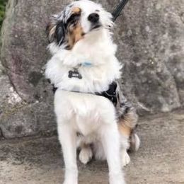 Miniature Australian Shepherds from Dobbs Mini Farm