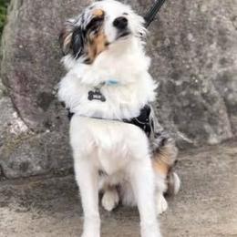 Miniature Australian Shepherds from Dobbs Mini Farm