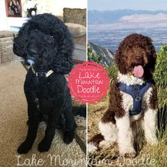 Australian Labradoodles, Double Doodles, and Labradoodles from Lake Mountain Doodle