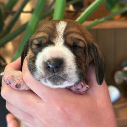 Female 2 - Mahogany and white female Basset Hound puppy in Lindley, New York from Hill Top Basset Hounds & Cane Corso