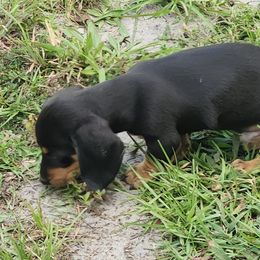 Dachshund Puppies from Happy Acres  Miniature Dachshunds