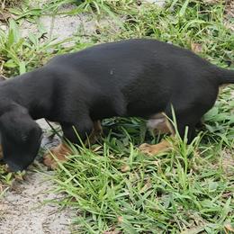 Dachshund Puppies from Happy Acres  Miniature Dachshunds