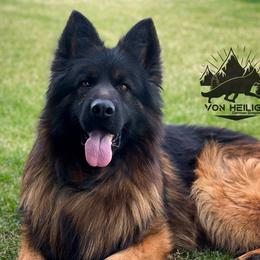 Rugar - German Shepherd