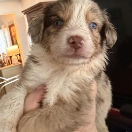 1 - Red merle male Miniature Australian Shepherd puppy in Cedar Creek, Texas from Rowdy Ranch Tx