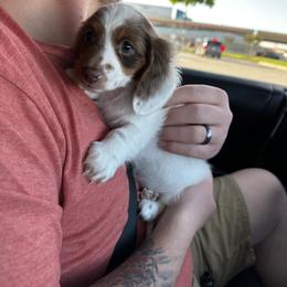 Dachshund Puppies from 2 Knights Doxies