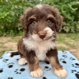 Boy 3 - Brown and white male Aussiedoodle puppy in Hillsboro, Illinois from Perfect Paws Puppies