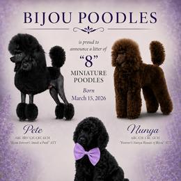 Poodle puppies from Bijou Poodles