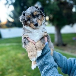 Dante - Blue merle male Aussiedoodle puppy in Rexburg, Idaho from Madeline Wendt