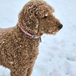 Penny - Goldendoodle