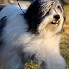 Polish Lowland Sheepdogs from EnchantingPON