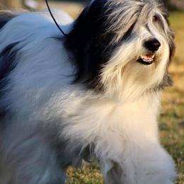 Polish Lowland Sheepdogs from EnchantingPON