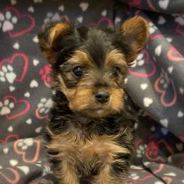 Yorkshire Terrier puppies from Twin Falls Tiny Dogs