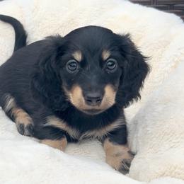 Lola - Black and cream female Dachshund puppy in Kalama, Washington from Dazzling Doxies