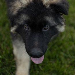 German Shepherd Puppies from Von Becks German Shepherds
