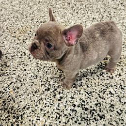 OG - Blue male French Bulldog puppy in Campbell Hall, New York from Charlie’s Frenchies