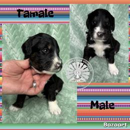 Tamale - Tri-color male Bernedoodle puppy in Godwin, North Carolina from Farm Sweet Farm Doodles