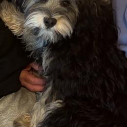 Yorkipoo Puppies from TheSocialk9