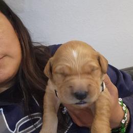 Honey - Golden female Golden Retriever puppy in Milwaukee, Wisconsin from Pedigree Golden Retrievers