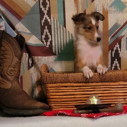 Jax - Sable and white male Shetland Sheepdog puppy in Altha, Florida from Hill Top Shelties