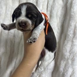 Orange girl - Liver white and tan female English Springer Spaniel puppy in Fairfield, California from Goldridge Springers