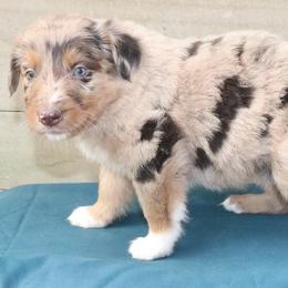 Chroma - Red merle female Australian Shepherd puppy in Macon, Georgia from Shaina’s Shepherds